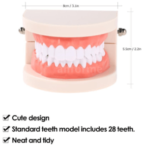 Tooth Brushing Demonstration Model - My Site